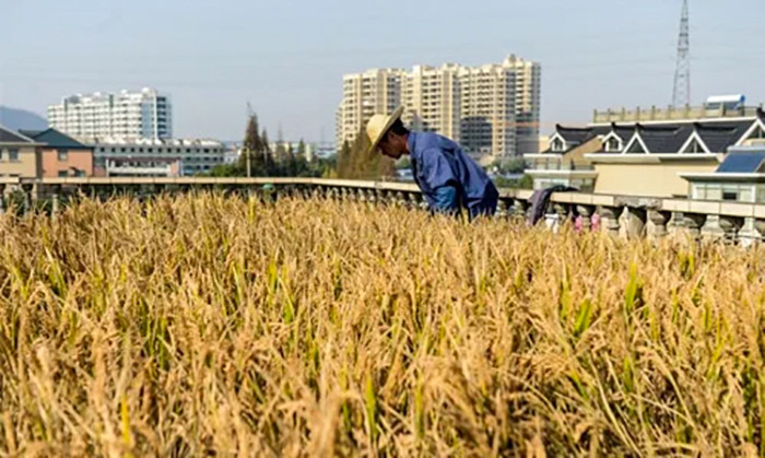 Không có sự đầu tư đặc biệt gì cho mái nhà trước khi trồng lúa. So với trồng trên đất, trồng lúa trên mái nhà tiêu tốn ít phân bón và thuốc trừ sâu sử dụng ít hơn