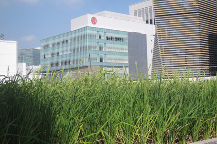 Những người làm việc gần tòa nhà Hakutsuru (Kobe, Nhật) có thể thấy ruộng lúa 70 m2 mơn mởn khi nhìn qua cửa sổ.