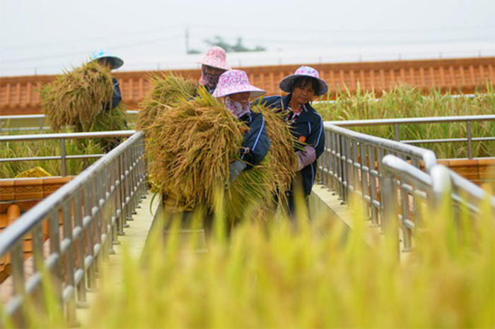 Xung quanh mái có làm hàng rào, lối đi cẩn thận để đảm bảo an toàn cho những người nông dân.