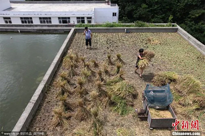 Chuyên gia khuyên các gia đình cần cẩn trọng khi trồng cây trên sân thượng vì lo ảnh hưởng chất lượng nhà.