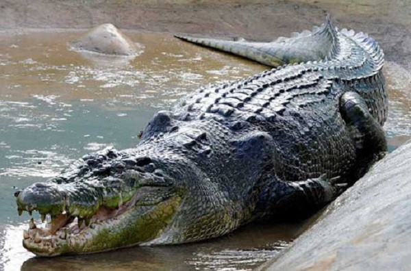"Thực đơn" của cá sấu Caiman đen rất đa dạng, bao gồm cả...con người. Theo dữ liệu tấn công của cá sấu trên toàn thế giới (The Worldwide Crocodilian Attack Database (CrocBITE)) của Đại học Charles Darwin (Úc) cho biết đã ghi nhân 83 vụ cá sấu đen tấn công con người từ năm 1981 đến 2017 với 27 vụ chết người.