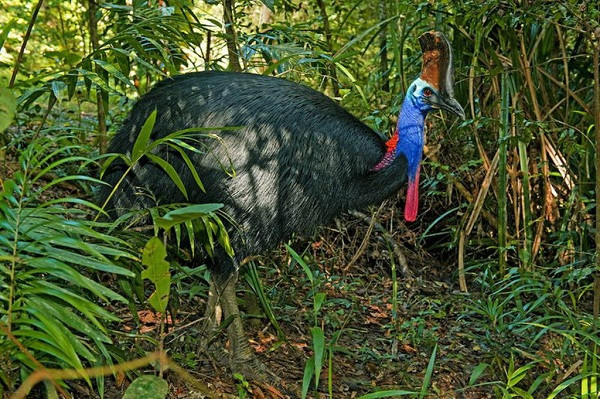 Đà điểu đầu mào Cassowary (đầu mèo) hay Đà điểu Úc đội mũ thuộc loài chim đi bộ, có cánh nhưng không thể bay. Chúng chủ yếu sống ở Australia và New Guinea cùng một số đảo lân cận.