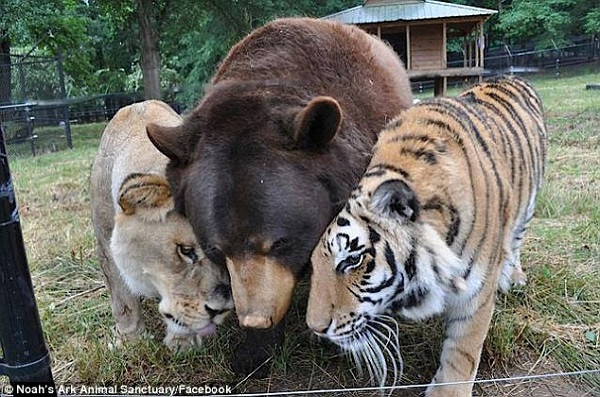 Gấu Baloo, sư tử châu Phi Leo và hổ Shere Khan được coi là "ba anh em một nhà", chung sống với nhau từ khi còn 2 tuổi, ở Atlanta, Mỹ. Bộ ba BLT nổi tiếng bởi tình bạn gắn bó suốt 10 năm vô cùng hi hữu.