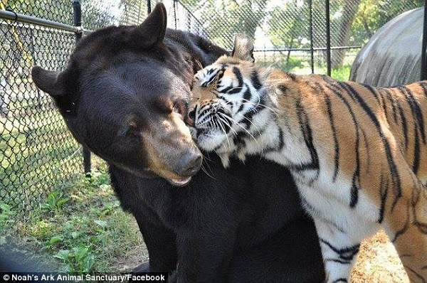 Được biết, trước khi qua đời, hổ Shere Khan không ăn uống suốt nhiều ngày và qua đời bên cạnh bạn thân gấu Baloo.
