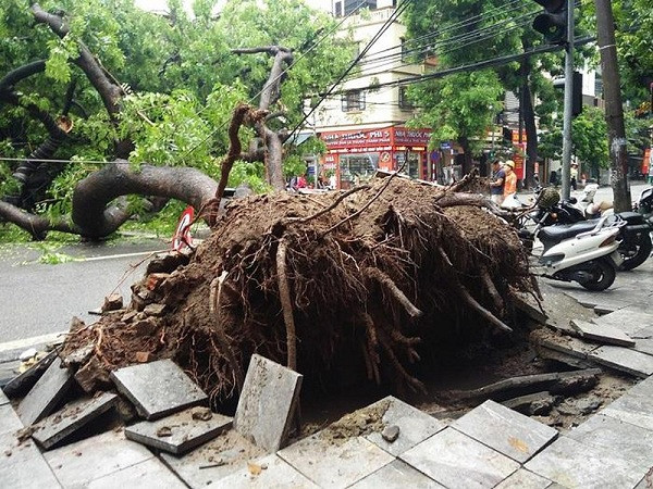 Một trường hợp cây xà cừ cổ thụ bật gốc, đổ ngang trên phố Nguyễn Hữu Huân, khiến 4 căn nhà bị ảnh hưởng, một taxi hư hỏng nhẹ.
