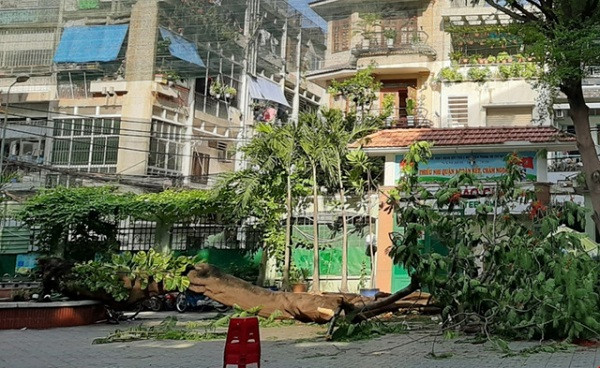 Thân cây cũng có đặc tính giòn và dễ gãy dù gặp phải những tác động không có lực không quá mạnh. Do đó, nếu không thường xuyên theo dõi tình trạng cây để kịp thời thay thế những cây già hoặc cây có dấu hiệu bị mục thì rất dễ tiềm ẩn các nguy cơ về các tai nạn bất ngờ.