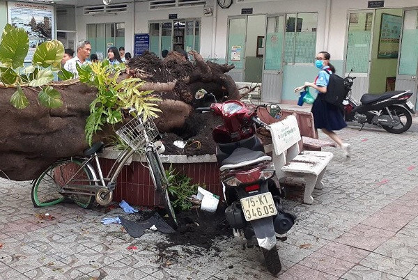 Chưa kể, phượng vĩ có hệ rễ rất lớn nên cũng cần có diện đất rộng rãi để phát triển. Trong khi các khuôn viên công cộng như trường học, công viên với nền đất đã bê tông hóa, không gian sống của hệ rễ cây xanh bị thu hẹp, làm đứt đoạn sinh trưởng của rễ, có nguy cơ cây phượng dễ ngã đổ hơn.
