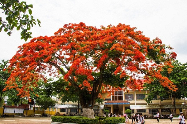 Phượng vĩ dễ sống ngay cả trong điều kiện khô hạn và đất mặn, dù loại cây này phát triển mạnh mẽ ở khí hậu nhiệt đới/ cận nhiệt đới. Tại Việt Nam, phượng vĩ được trồng nhiều tại các thành phố lớn như Hà Nội, TP.HCM, đặc biệt là Hải Phòng, nơi được mệnh danh là thành phố Hoa phượng đỏ.