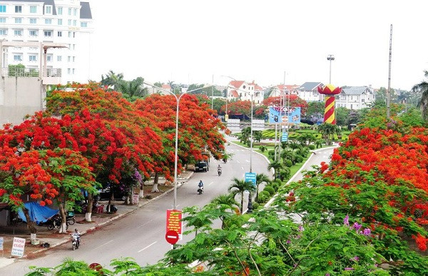 Trước đó, từng có thông tin cho rằng hoa phượng vĩ tưởng chừng vô hại cũng làm ảnh hưởng đến chất lượng không khí trong thành phố.
