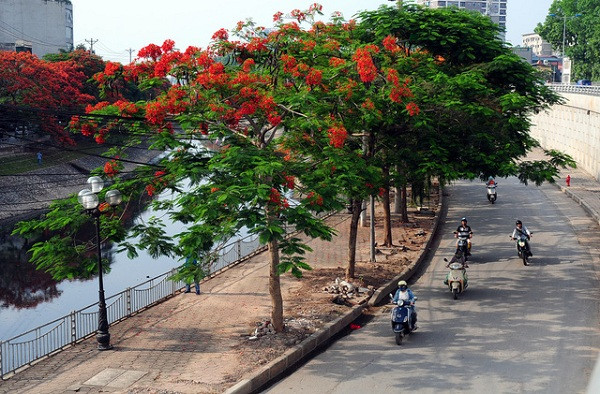 Nhiều người lo ngại việc trồng cây ở các dải phân cách, lề đường,... sẽ gây nguy hiểm cho người đi đường nếu gặp thời tiết bất lợi. Đó là chưa tính những cây liên tục mất rễ vì những lần đào đường, sửa vỉa hè, hay phần địa chất bên dưới không ổn định.