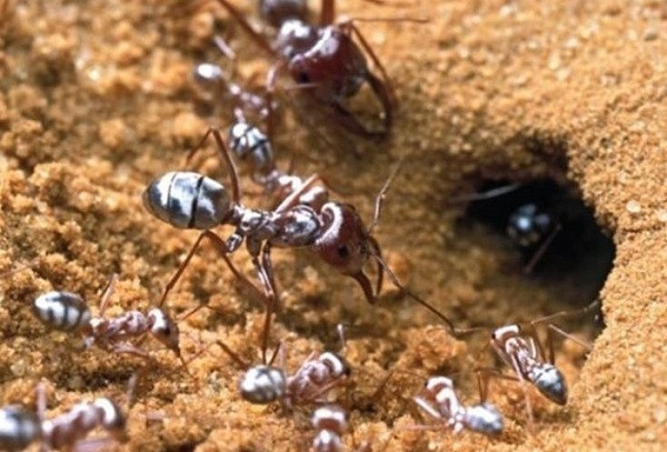 Kiến bạc chân dài sống ở sa mạc Sahara là một trong những động vật có sức chịu nóng tốt nhất hành tinh. Cái nắng, cái nóng như thiêu như đốt lên tới 50 độ C ở sa mạc nóng nhất thế giới có vẻ "chẳng nhằm nhò" với chúng.