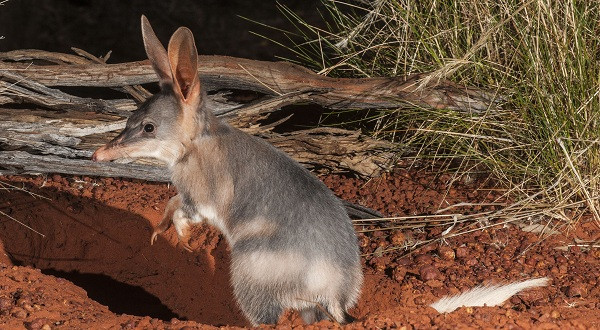 Chuột Greater Bilby, hay chuột đất chịu nóng giỏi bậc nhất hành tinh khi có thể sống tại khu vực có mức nhiệt 69,4 độ C.