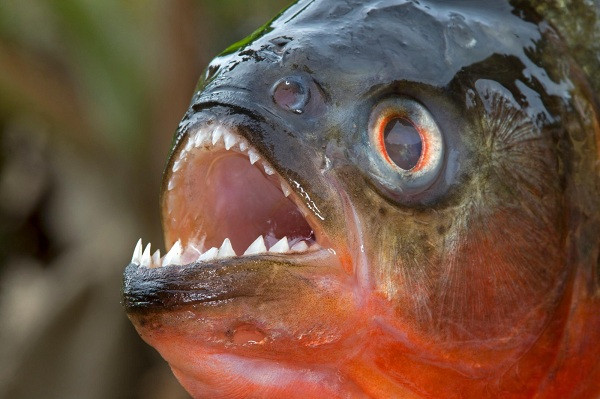 Cá Piranha sở hữu hàm răng như hàng răng cưa, sắc nhọn và đáng sợ chẳng kém hàm cá mập. Hầu hết các loài cá Piranha đều ăn thịt, và nhờ hàm răng ''khủng'' mà chúng có thể cắn xuyên qua những con cá da dày nhất của Amazon.