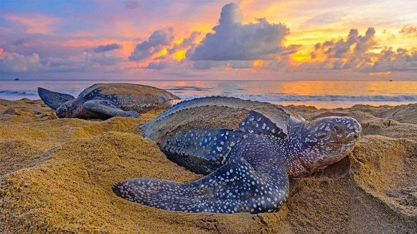 Tới Florida từ tháng 3 đến tháng 7, trên bờ biển Caribbean của Costa Rica từ tháng 3 đến tháng 6 và tại khu bảo tồn Shell Beach ở Guyana từ tháng 3 đến tháng 8 bạn có thể gặp loài rùa này.