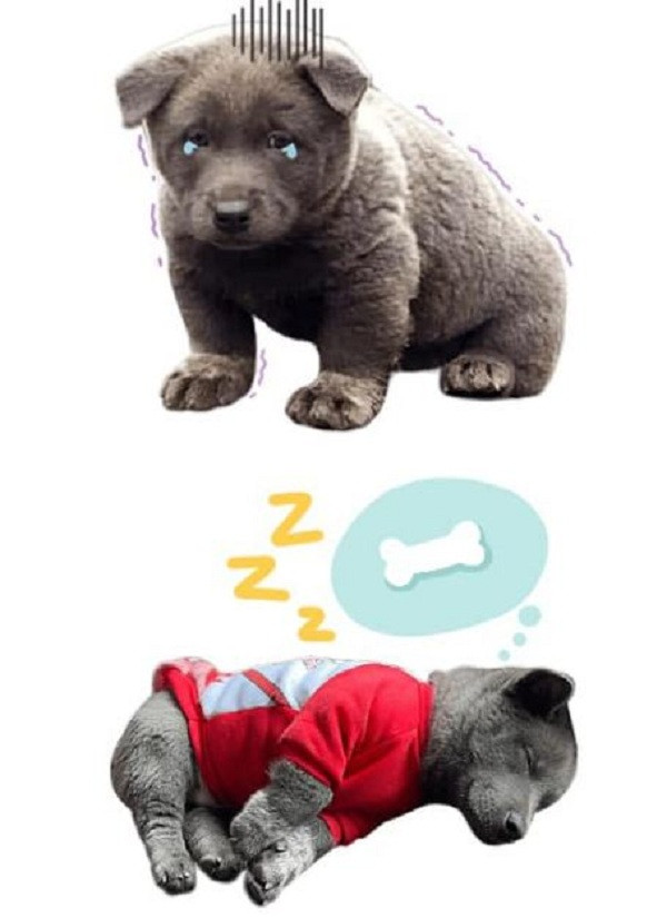 Để sở hữu bộ sticker idol Nguyễn Văn Dúi trên Zalo, người dùng chỉ cần truy cập Zalo, lựa chọn biểu tượng Sticker ở phía trên bàn phím.