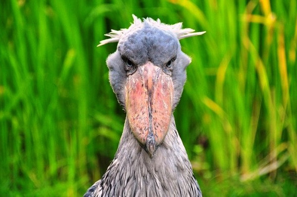 Cò Shoebill hay cò đầu cá voi, là loài động vật có khuôn mặt như "ác quỷ". Loài cò này nằm trong danh sách cực kỳ nguy cấp, sống trong các đầm lầy ở châu Phi.