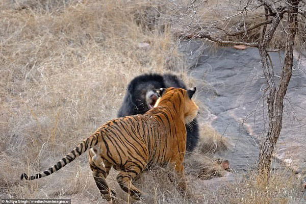 Nhưng thật không may, đối thủ của chú lại là một con gấu lợn (gấu lười) - sloth bear, nổi tiếng là dễ bị kích động, lại nhanh nhẹn, có thân hình cao lớn.