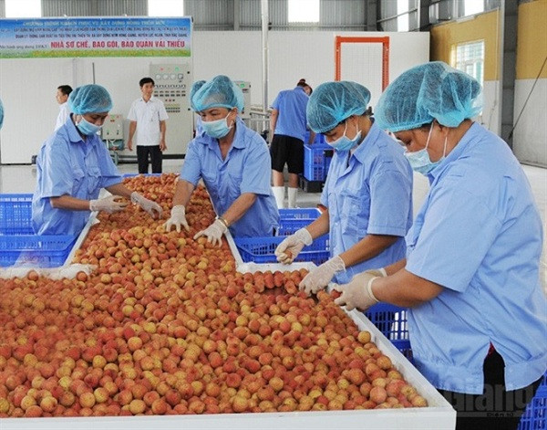 Sau khi được thu hoạch từ các vườn vải lớn ở Bắc Giang và Hải Dương, những chùm vải sẽ phải trải qua quy trình "tuyển chọn" để được xuất khẩu sang nước ngoài.
