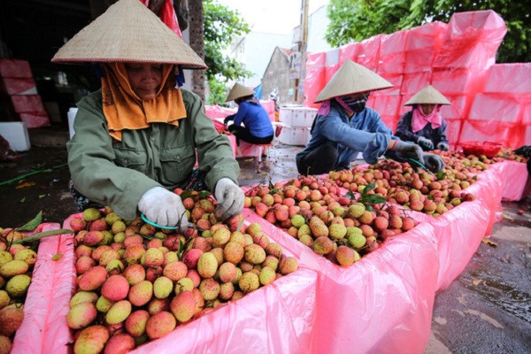 Đến nay chất lượng vải các vùng vải đều đạt các yêu cầu khắt khe của nhà nhập khẩu, hơn nữa vải xuất khẩu còn trải qua quy trình xử lý, làm sạch và đóng gói vô cùng nghiêm ngặt và tỉ mỉ.