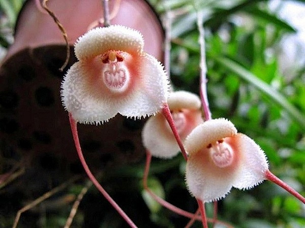 Hoa lan mặt khỉ (Orchis simian) được phát hiện tại Đông Nam Ecuador và biên giới Peru, với cấu trúc của các cánh hoa với đài hoa, môi hoa, cánh hoa đan xen nhau tạo thành hình mặt khỉ. Nhìn thì đáng sợ là vật nhưng mỗi cánh hoa đều mang mùi thơm dễ chịu như mùi quả cam đã chín.