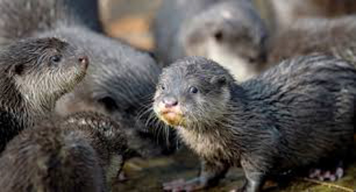 Rái cá vuốt bé có danh pháp quốc tế là Aonyx cinerea, thuộc họ chồn Mustelidae, bộ thú ăn thịt Carnivora.