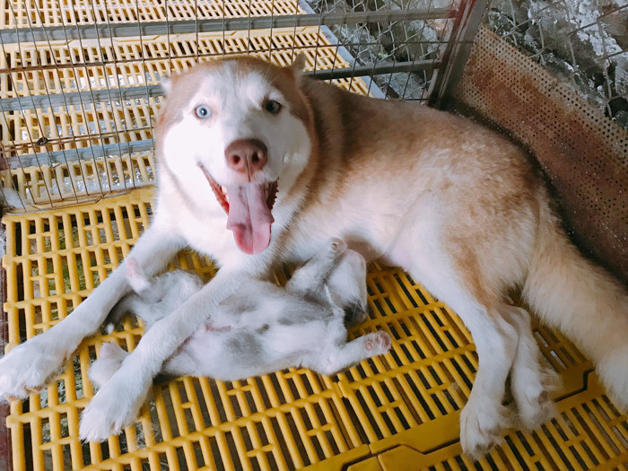 Ánh mắt háo hức của cô chó Béo lần đầu được làm mẹ.