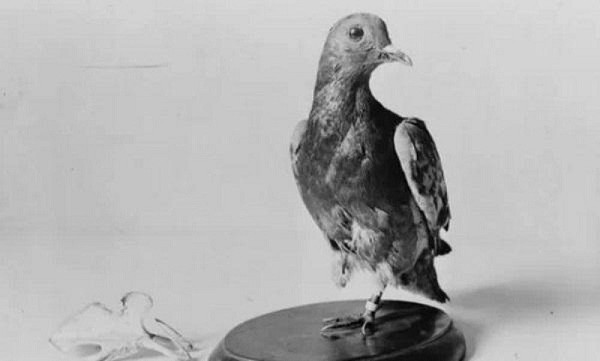 Cher Ami là một trong 600 chú chim bồ câu được huấn luyện và chuyển giao cho đơn vị Signal Corps của Mỹ. Trong suốt cuộc đời ''vĩ đại'' của mình chú chim nhỏ đã 12 lần hoàn thành xuất sắc các nhiệm vụ quan trọng, góp phần vào thắng lợi của phe Hiệp Ước.