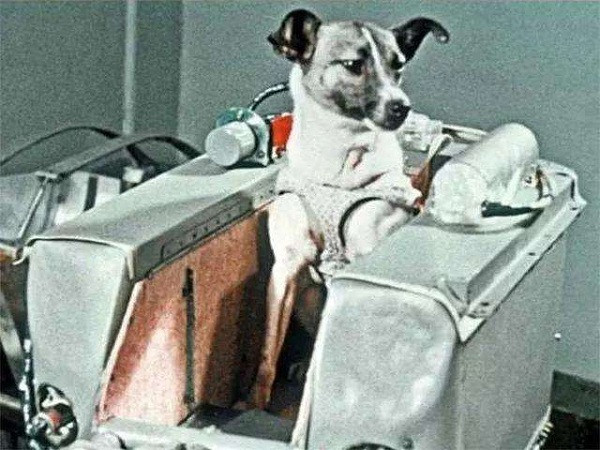Một trong những chú chó huyền thoại của nhân loại - Laika là động vật sống đầu tiên của Trái Đất bay vào không gian. Chú chó hoang tại Moskva (Nga) được phát hiện có tố chất trở thành "phi hành gia" như khả năng sinh tồn cao, thông minh, nhanh nhẹn...