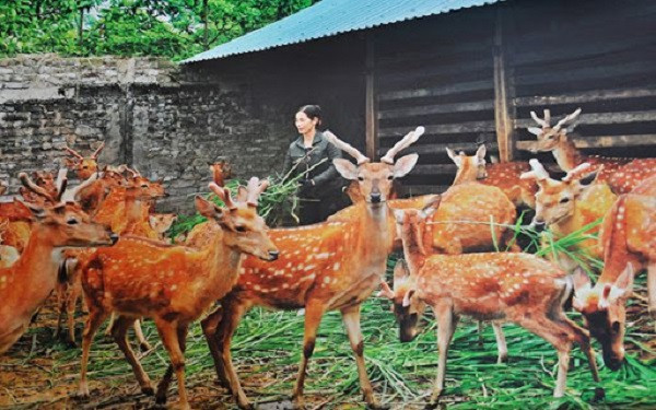 Hươu là một loài động vật quý hiếm, tuy nhiên được thuần dưỡng và nuôi thương mại từ lâu đời ở huyện Hương Sơn (Hà Tĩnh). Nuôi hươu lấy nhung đã trở thành nghề chăn nuôi truyền thống và mang lại thu nhập khá cho người dân nơi đây.