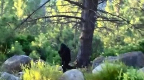 Đoạn video tương đối rõ nét có tên ''ngày Độc Lập'' cho thấy một con Bigfoot to lớn đang đi bộ trong rừng. Tuy nhiên người ghi hình và địa điểm quay chính xác vẫn chưa được xác định.