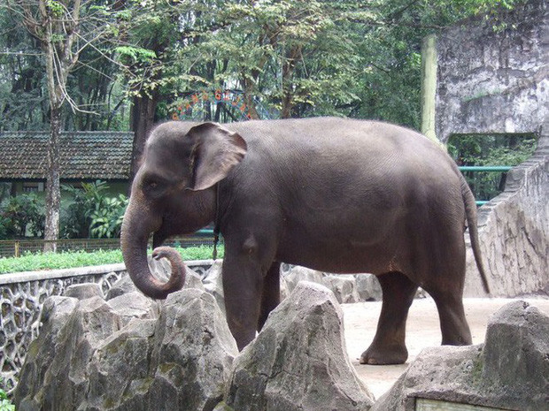 Voi Sumatra có cân nặng lên tới 5 tấn, vào năm 2012 đã được Quỹ Quốc tế Bảo vệ Thiên nhiên WWF liệt vào danh sách đỏ, do môi trường sống của chúng bị phá hủy nghiêm trọng. Hiện chỉ còn khoảng 2.400 đến 2.800 con còn sống.