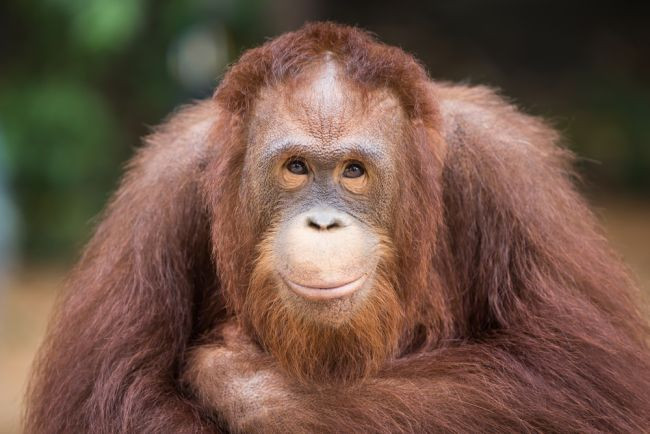 Đười ươi Borneo. Trong khoảng 60 năm qua, số lượng cá thể loài đười ươi có vóc dáng vô cùng đặc biệt này đã giảm tới 50%. Giống đười ươi này chỉ được tìm thấy trên đảo Borneo, hòn đảo lớn nhất Châu Á. Đười ươi Borneo có khuôn mặt to và bộ râu ngắn hơn nhiều so với các anh em họ đười ươi Sumantra của mình. Hiện ghi nhận đười ươi Borneo chỉ còn khoảng 1500 cá thể.