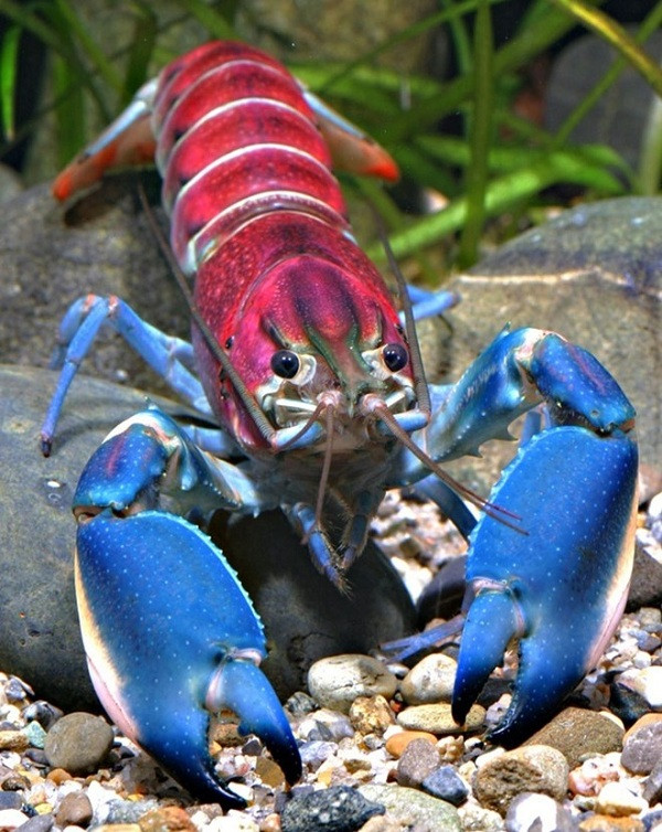 Tôm hùm Cherax Lukhaup này có màu sắc tuyệt đẹp được phát hiện ở Indonesia với cơ thể có đến hơn ba màu sắc trông như vừa bước ở tiệm salon tóc về.