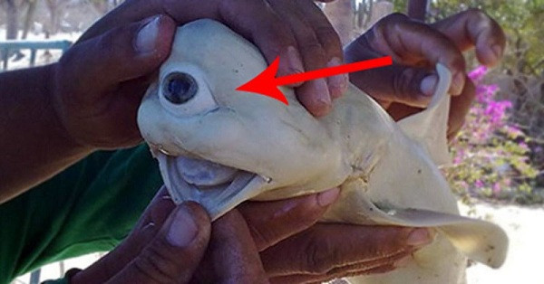 Con vật kỳ dị trông như ngoài hành tinh này là cá mập bạch tạng Cyclops một mắt được lấy ra từ bụng của một con cá mập khác ngoài khơi vịnh California, Mỹ.