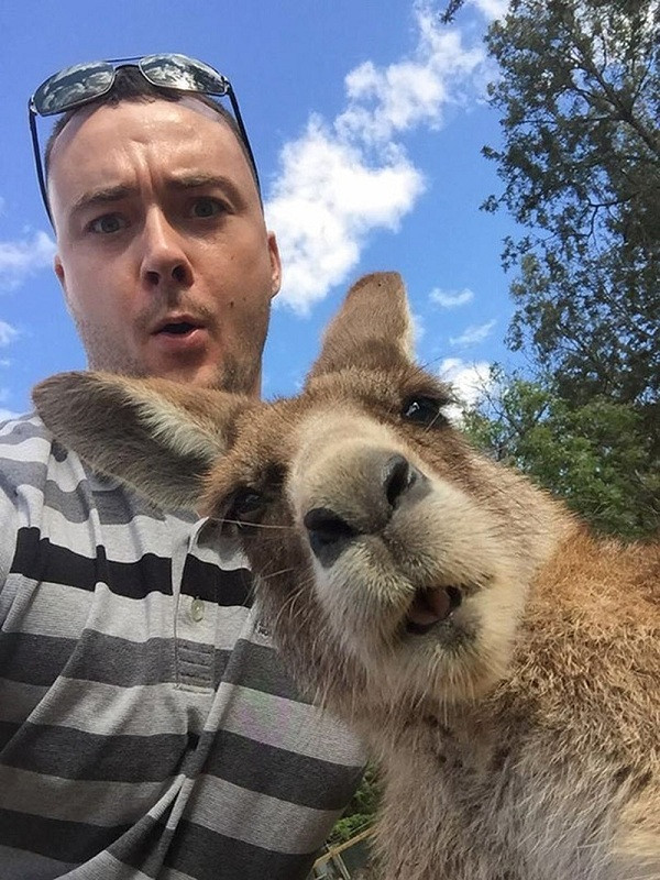 Du khách chụp ảnh tự sướng cùng chú Kangaroo ở Australia.