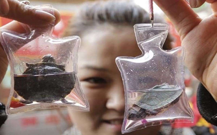 Những động vật sống như rùa, cá và thằn lằn bị nhốt trong bao nhựa kín, nhỏ với ít nước và không khí.