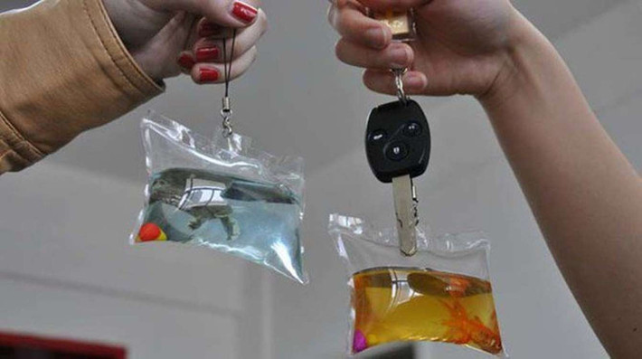 Với điều kiện sống như vậy, con vật có thể chết chỉ sau vài ngày.