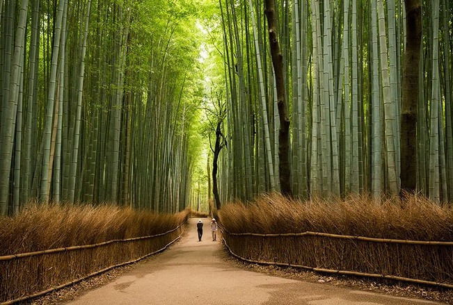 Rừng tre Sagano có diện tích 16 km2 nằm ở phía tây bắc Kyoto, là không gian thiên nhiên đẹp nhất Nhất Bản. Không chỉ có khung cảnh êm đềm như trong phim, nơi đây còn có âm nhanh du dương mỗi khi gió lướt qua rừng tre.