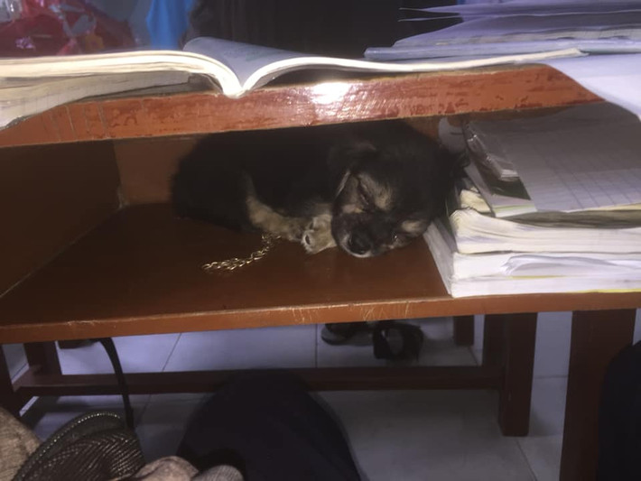 Hình ảnh những chú cún, mèo nằm ngoan ngoãn trong ngăn bàn yêu không chịu nổi khiến trào lưu học đường này cực kỳ được ưa thích. Thế nhưng chỉ cần thú cưng kêu lên một chút hay đòi chạy nhảy thì lại khốn khổ rồi.