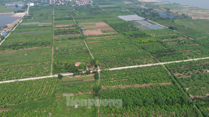 Ông Nguyễn Văn Phấn, Phó Chủ tịch UBND xã Nam Hồng (huyện Phú Xuyên) cho biết, bão số 3 đã gây ngập nhiều khu dân cư và hàng trăm ha sản xuất nông nghiệp ngoài bãi sông Hồng. Sau khi nước rút, chính quyền địa phương hướng dẫn người dân cải tạo đất, trồng các loại cây ngắn ngày, rau vụ đông... đến nay, ngành nông nghiệp đã cơ bản phục hồi.