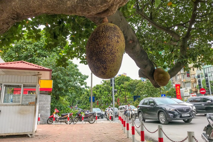 Thời gian gần đây, người đi đường qua Kim Mã cảm thấy thú vị, bất ngờ với cây mít lâu năm cho 2 quả mít béo núc. Ở trong tình trạng được bảo vệ 24/24, cư dân mạng đùa rằng đây là quả mít an toàn nhất Việt Nam.