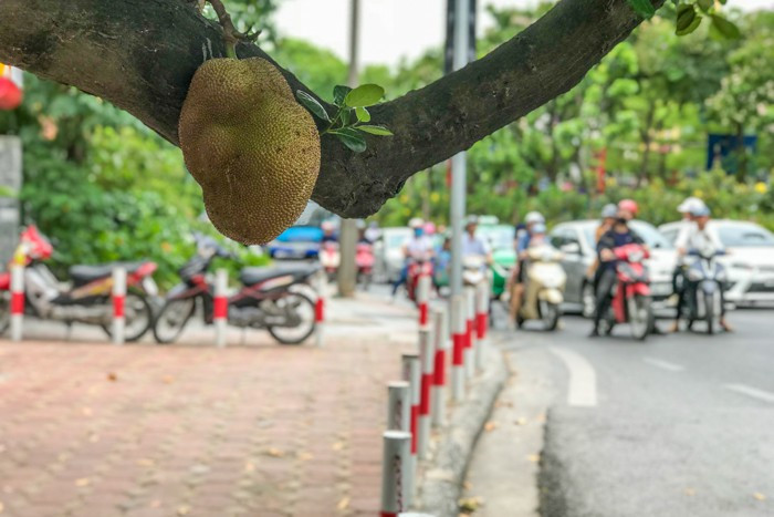 Hai quả mít này bỗng nhiên "nổi tiếng" và được người qua đường để ý nhiều hơn trước.
