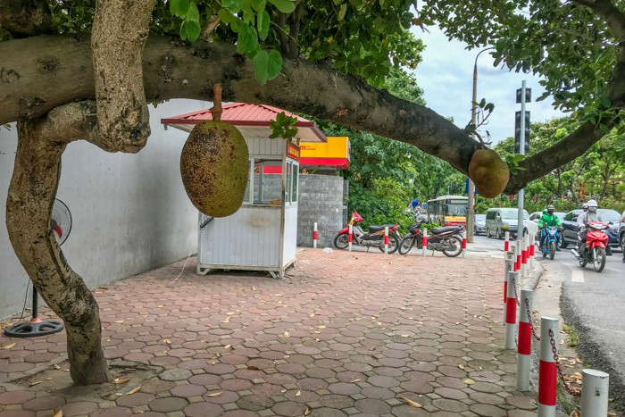 Trước đó, gần như không ai để ý tới sự tồn tại của cây mít ra quả này cho đến thời gian gần đây. Hai quả mít luôn được cảnh giới 24/7 thực sự là quả mít an toàn nhất Việt Nam như lời đồn.