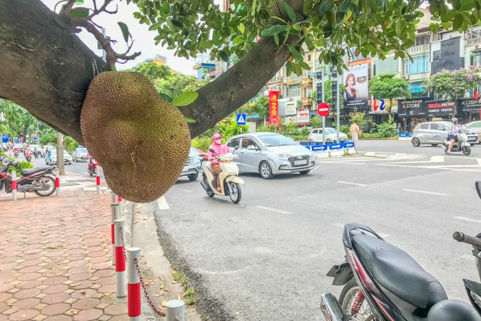 Ở thời điểm đó, hai quả mít này đều chưa chín, vẫn đang trong quá trình phát triển.