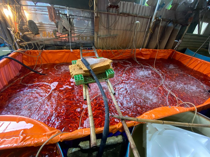 Do vận chuyển xa nên để cá sống được lâu và khỏe, các tiểu thương phải thay nước nhiều lần và sục khí oxi vào trong các phi đựng cá.