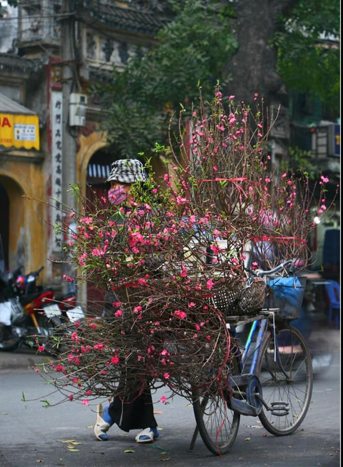 Đào, quất là những loại cây không thể thiếu mỗi dịp tết đến xuân về. Khác với hoa mai chỉ nở rộ trong nắm ấm thì đào khoe sắc trong cái rét "cắt da, cắt thịt" ở miền Bắc. Nếu như ở tết xưa, nhà nào cũng phải có cành đào cắm trong nhà mới thì năm mới mới trọn vẹn thì ngày nay, nhiều loại hoa đắt đỏ khác được thay thế như hoa ly, hoa tulip,....Thế nhưng hoa đào vẫn là loài lưu giữ cái hồn của ngày xuân.