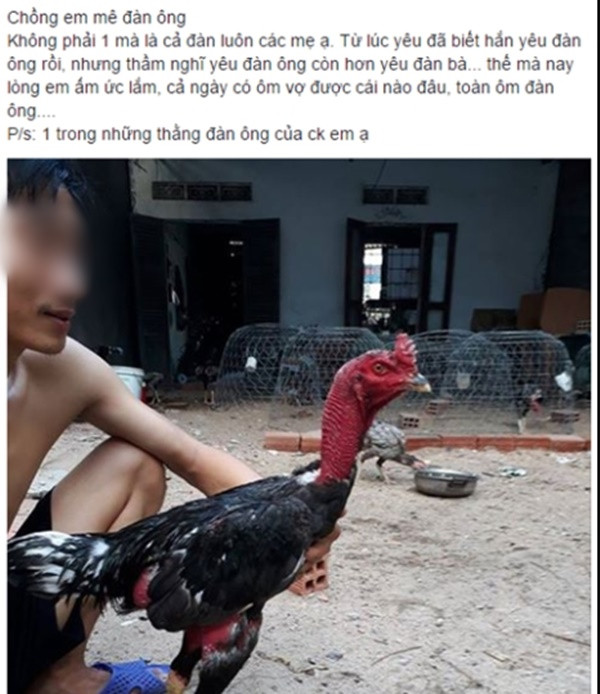 Vợ có thể không ôm nhưng ngày nào cũng chạy ra ôm ấp gà.