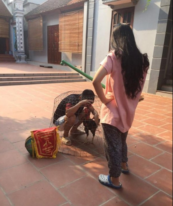 Trốn vợ đi đá gà và cái kết bị nhốt luôn vào chuồng khiến dân mạng vừa buồn cười vừa thương.