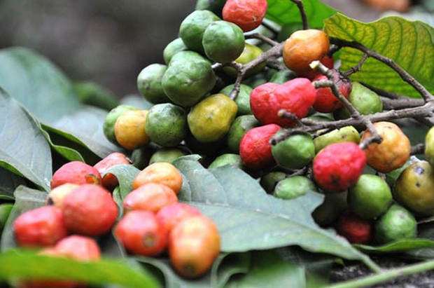 Quả dâu da chỉ cần đến mùa bói quả thôi là đứa trẻ nào cũng chầu chực. Quả chín thì ăn chua chua dôn dốt, nhưng với thời còn nghèo khó, đây đã là món ăn vặt huyền thoại xa xỉ với nhiều đứa trẻ rồi.