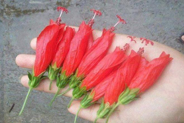Những bông hoa dâm bụt khi chưa nở hết, thường được lũ trẻ con hái về, ngắt bỏ phần cuống. Ngay vị trí nơi bông hoa tiếp xúc với cuống hoa có vị ngọt, nhờ đó mà nó trở thành món ăn tuổi thơ yêu thích của trẻ con nhiều năm về trước.